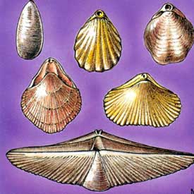 brachiopodes