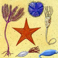 Echinodermes