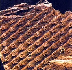 sigillaire