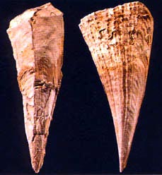 jambon de mer